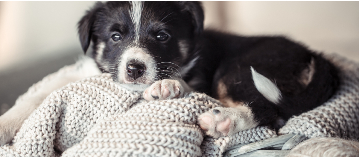 Kölyökkutya érkezett